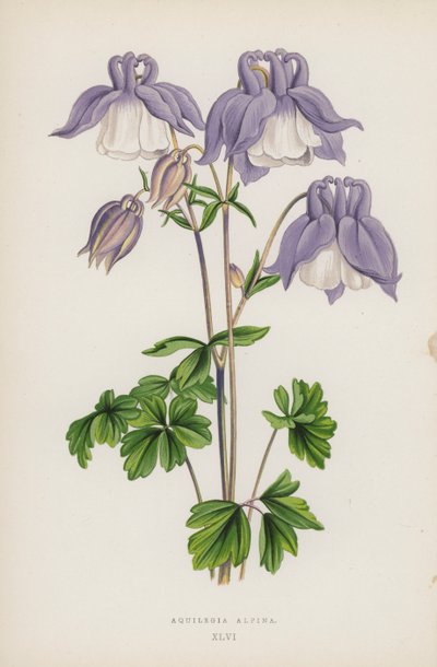 Aquilegia Alpina da English School
