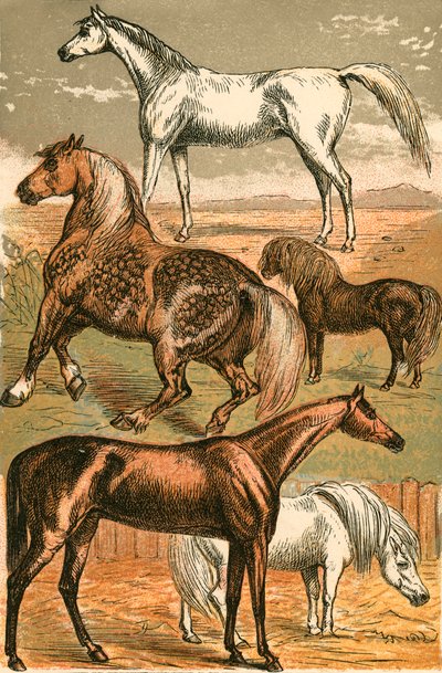 Cavallo Arabo, Cavallo da Tiro, Cavallo da Corsa, Pony Shetland e Pony da English School