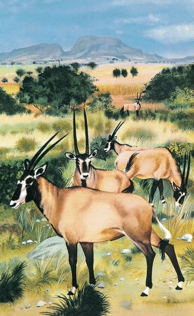 Oryx arabo da English School
