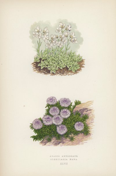 Arabis Androsace; Globularia Nana (litografia a colori) da English School