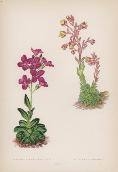 Arabis Blepharophylla; Saxifraga Ambigua da English School