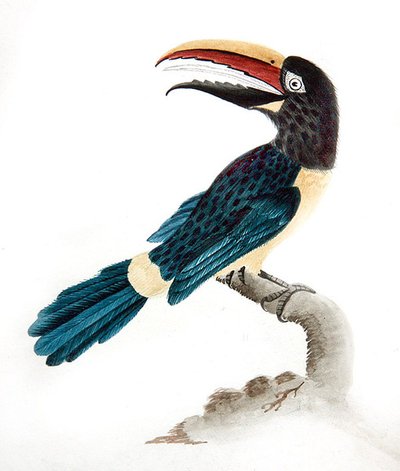 Tucano aracari da English School