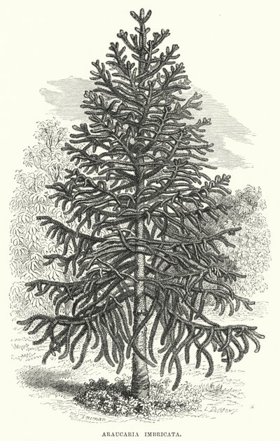 Araucaria Imbricata da English School