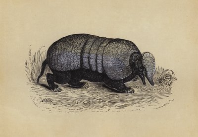 Armadillo da English School