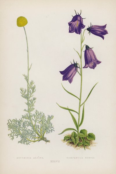 Artemisia Alpina; Campanula Hostii da English School