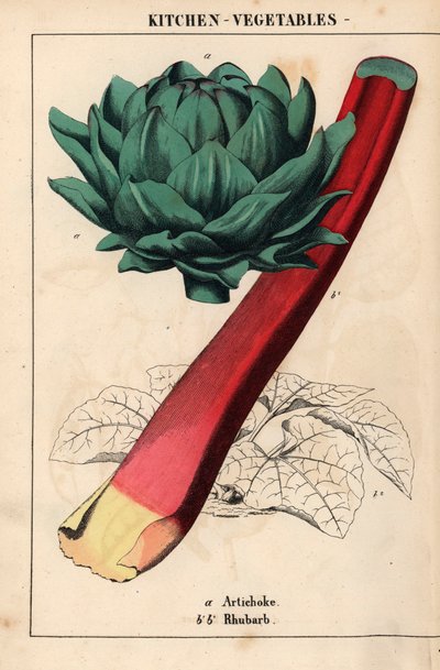 Cuore di carciofo e rabarbaro rosso, da 