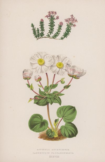 Asperula Arcadiensis; Ranunculus Parnassifolius da English School