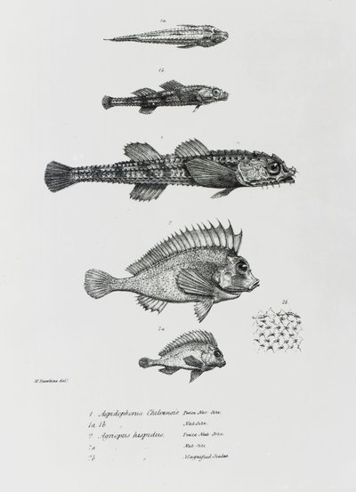 Aspidophorus Chiloensis e Agriopus Hispidus, tavola 7 da 
