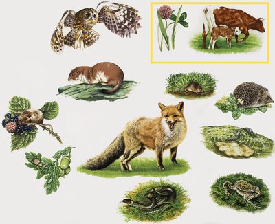 Animali assortiti da English School