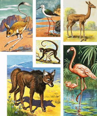 Animali assortiti da English School