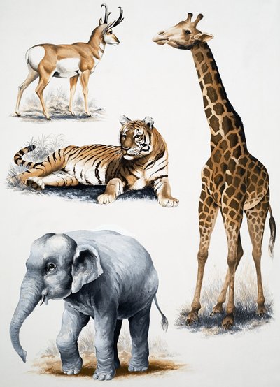 Animali assortiti da English School