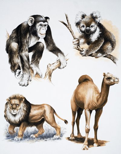 Animali assortiti da English School