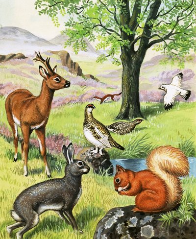 Animali assortiti da English School