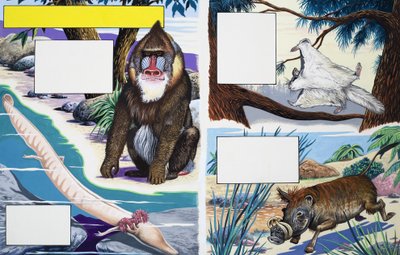 Animali assortiti da English School