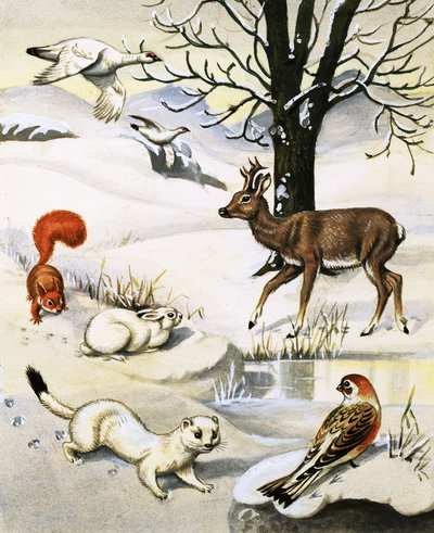 Animali assortiti in inverno da English School