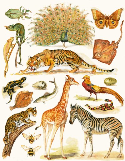 Animali assortiti con colorazione interessante da English School