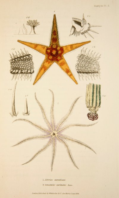 Asterias aurantiaca e Comatula carinata, pub. 1833 (incisione colorata a mano) da English School
