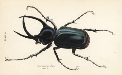 Scarabeo Atlante, Chalcosoma atlas (Scarabaeus atlas) da English School