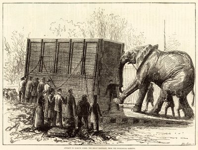 Tentativo di rimuovere Jumbo, il grande elefante, dal Giardino Zoologico (incisione) da English School