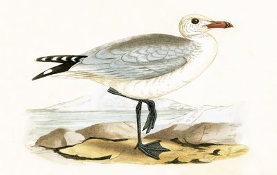 Gabbiano di Audouin, illustrazione da 
