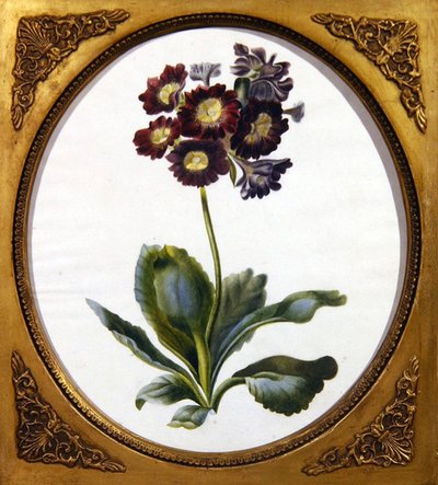 Auricola, c.1850 da English School