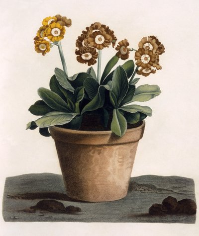 Auricola in un Vaso, c.1840s da English School