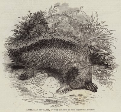Formichiere australiano, nei giardini della Società Zoologica (incisione) da English School