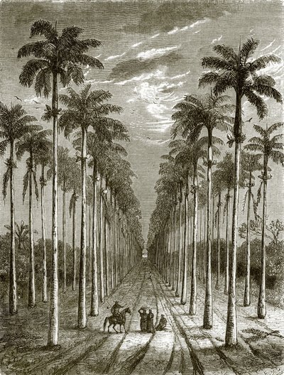 Viale di palme che conduce a una residenza a Cuba da English School