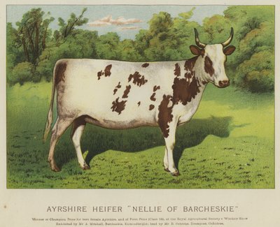 Giovenca Ayrshire "Nellie di Barcheskie" da English School