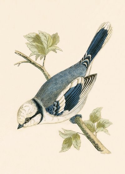 Cinciarella azzurra, illustrazione da 