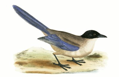 Gazza azzurra, illustrazione da 