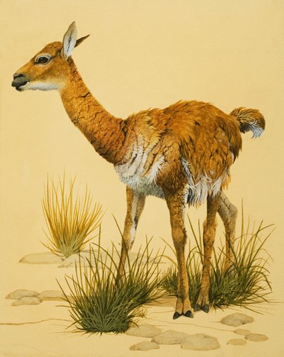 Baby Lama da English School