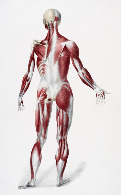 Parte posteriore del corpo maschile che mostra muscoli, tendini e ossa, da The Vessels of the Human Body, a cura di Jones Quain e William Wilson, pubblicato da Taylor e Watson, Londra nel 1837 da English School