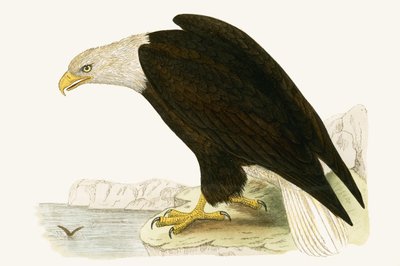 Aquila calva, illustrazione da 