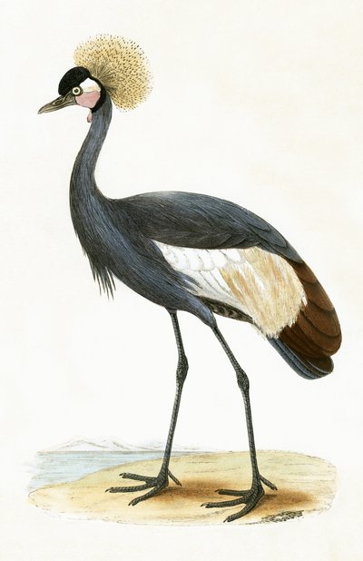Gru delle Baleari, illustrazione da 