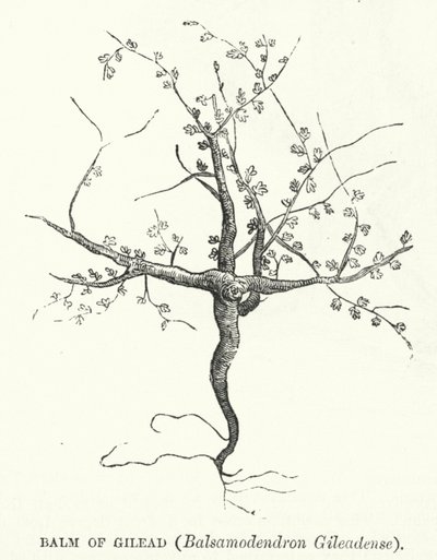 Balsamo di Galaad, Balsamodendron Gileadense da English School