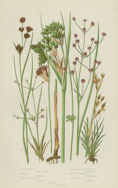 Canna baltica, Canna a filo, Grande canna marina affilata, Canna articolata dalla testa nera, Canna articolata dal frutto lucente da English School