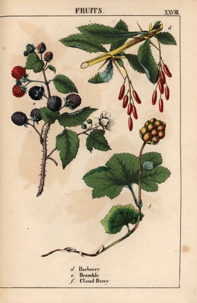 Crespino, rovo e mora di palude, da 