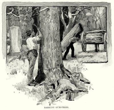Alberi di gomma abbaianti (incisione) da English School