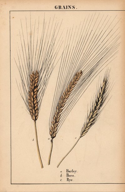Orzo, segale e erba, da 
