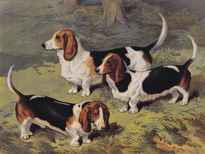 Bassotti, 1890 da English School