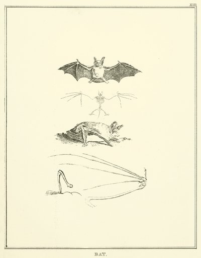 Pipistrello da English School