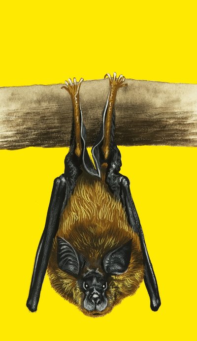 Pipistrello da English School