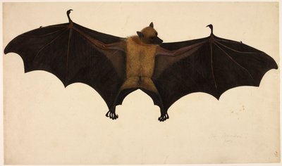 Pipistrello, dalla Collezione di Francis Buchanan da English School