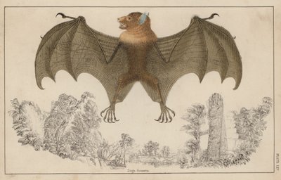 Pipistrello, con ali aperte da English School