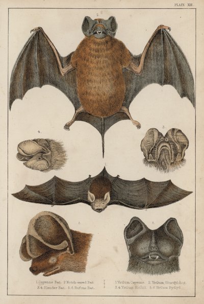 Pipistrelli da English School