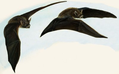 Pipistrelli da English School