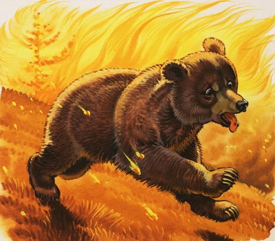 Cucciolo di orso che fugge dall