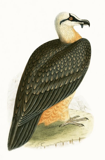 Avvoltoio barbuto, illustrazione da 