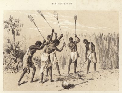Battitura del sorgo da English School